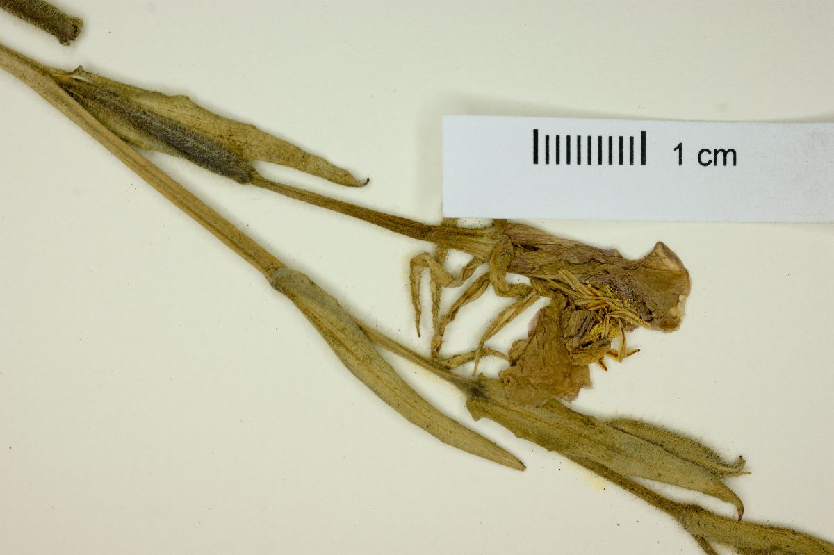 Oenothera villaricae image