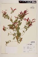Semeiandra grandiflora image