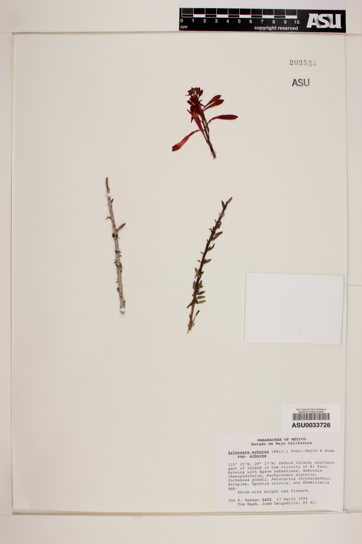Xylonagra arborea subsp. arborea image