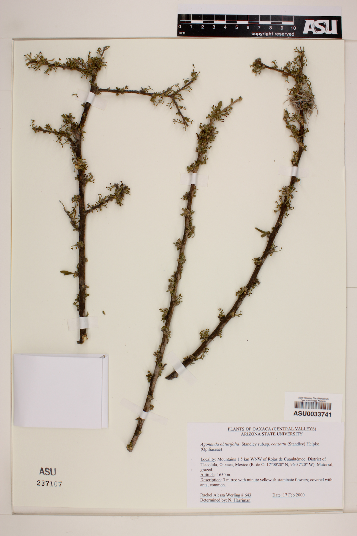 Agonandra obtusifolia image