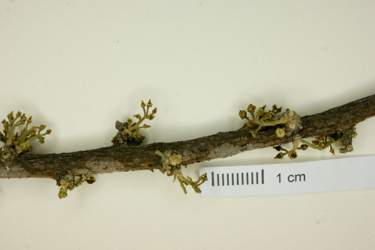 Agonandra obtusifolia image