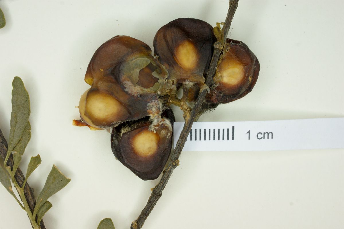 Agonandra obtusifolia image