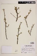 Agonandra obtusifolia image