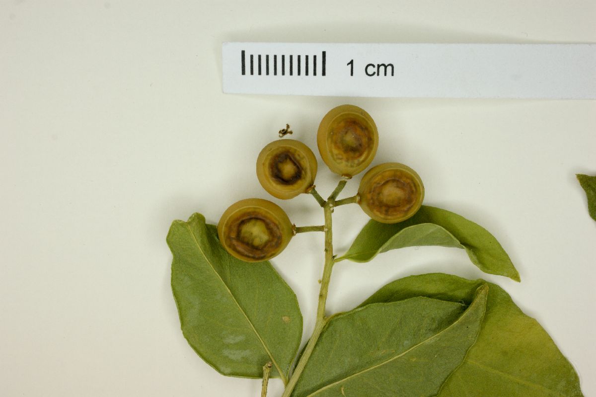 Opiliaceae image