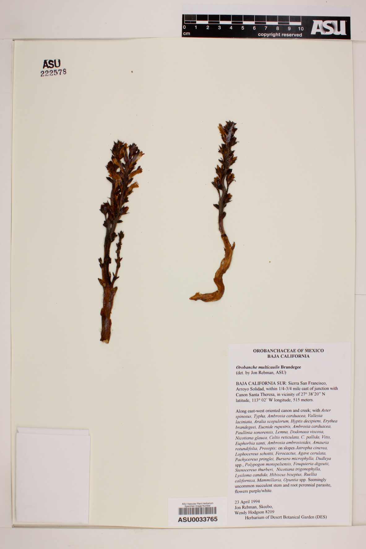 Orobanche multicaulis image