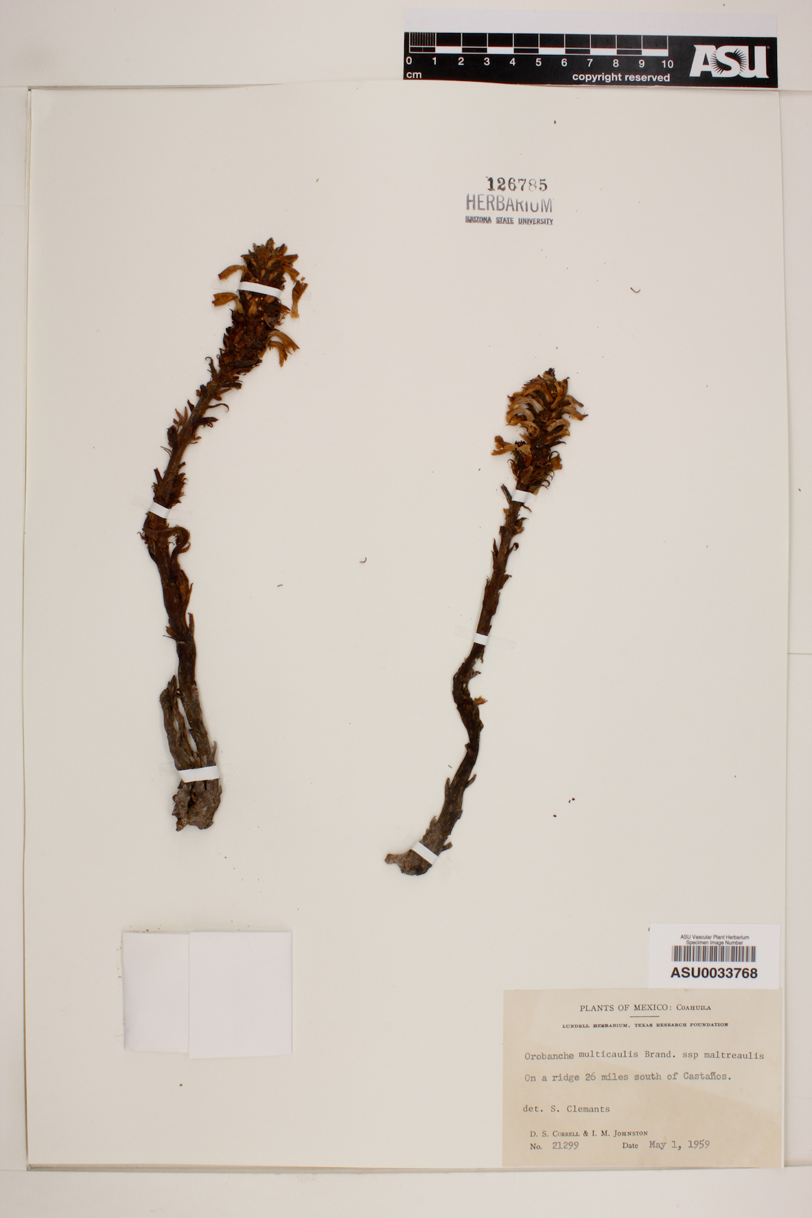 Orobanche multicaulis image