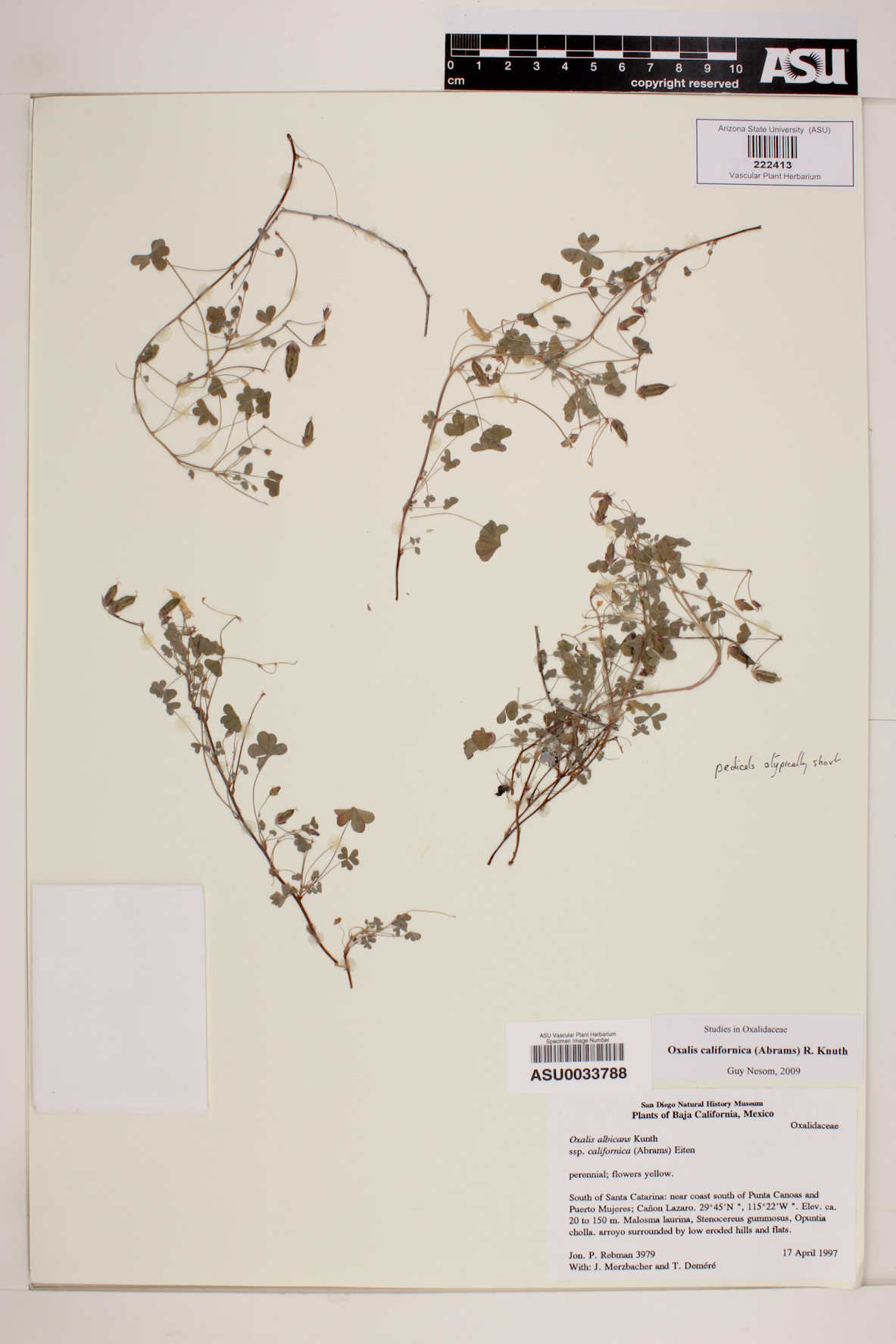 Oxalis albicans subsp. californica image