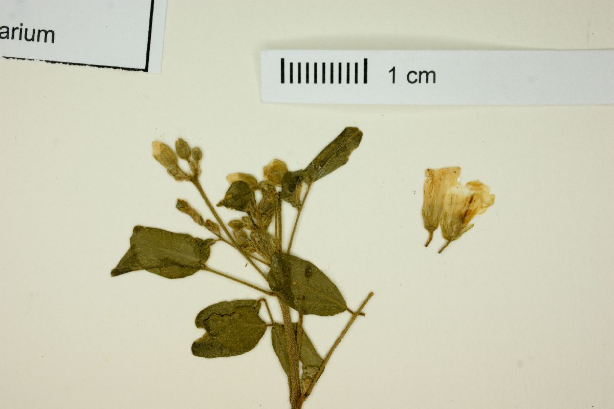 Oxalis frutescens image