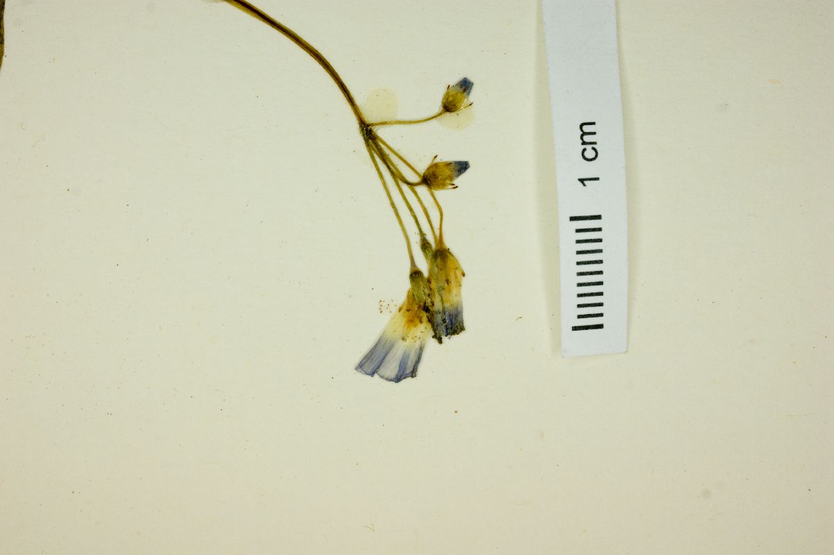 Oxalis galeottii image
