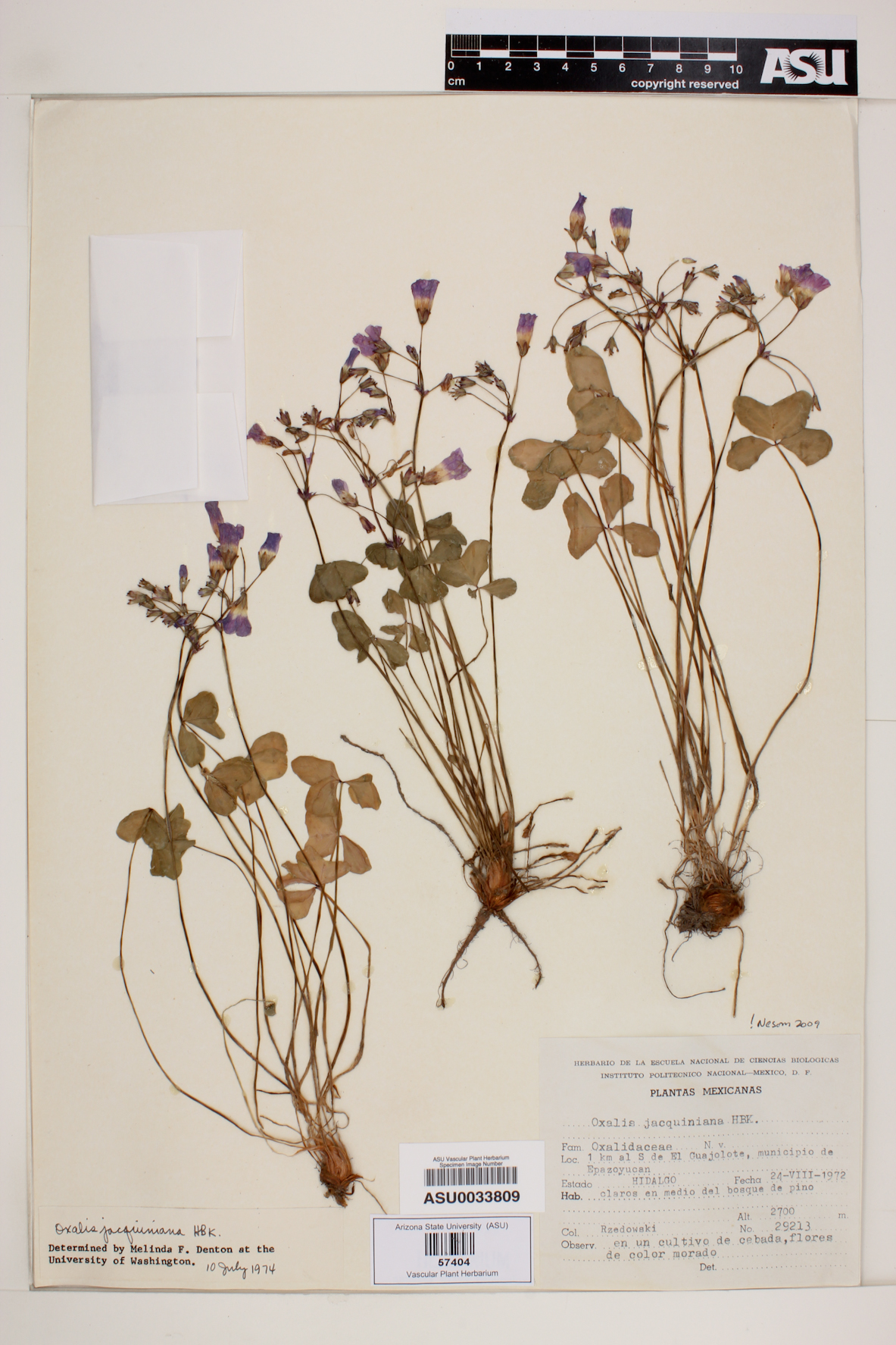 Oxalis jacquiniana image