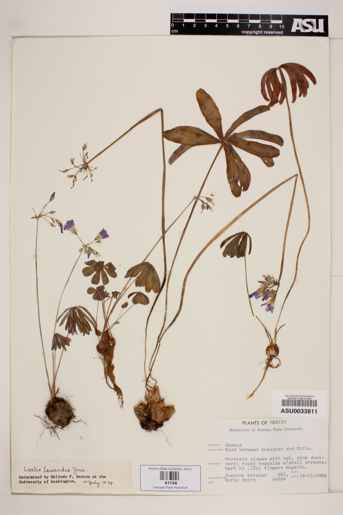 Oxalis lasiandra image