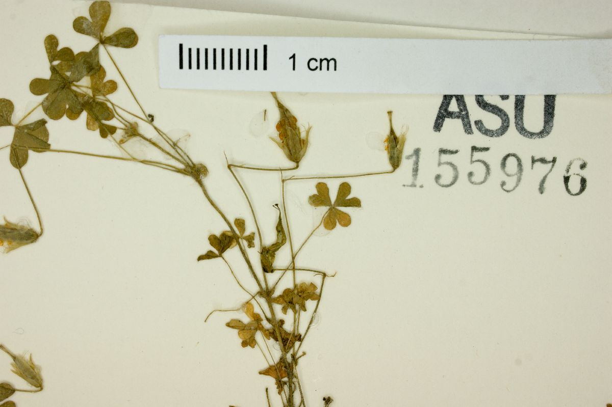 Oxalis conorrhiza image