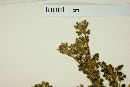 Oxalis densifolia image