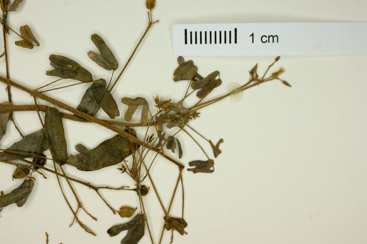 Oxalis divaricata image