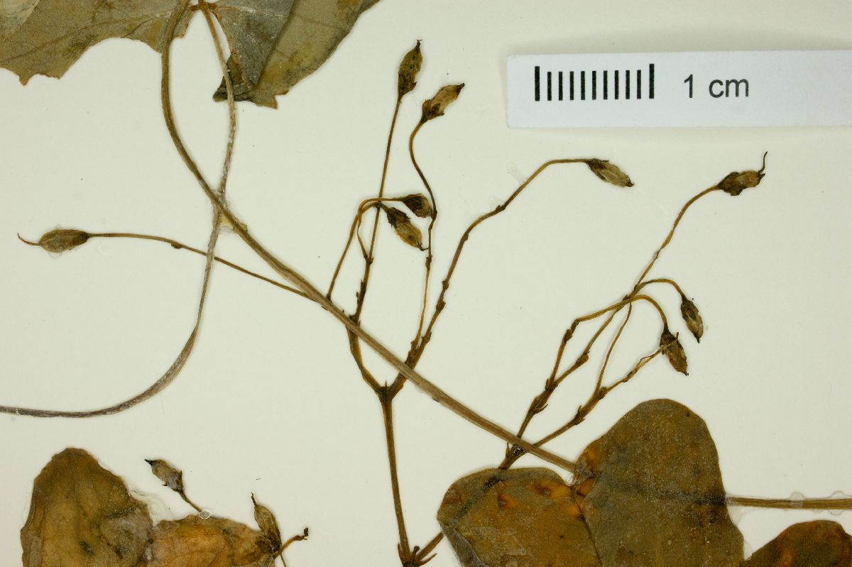 Oxalis geralensis image