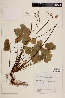 Oxalis linarantha image