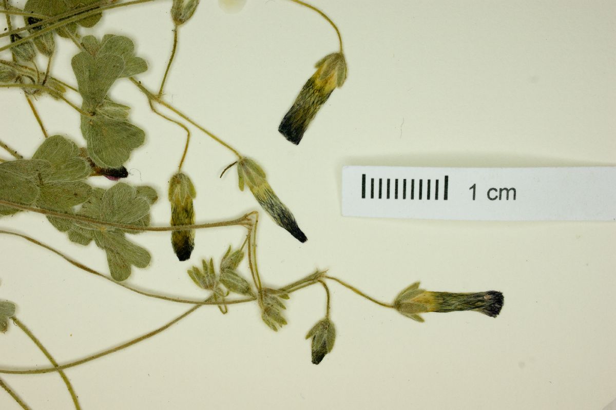 Oxalis lineata image