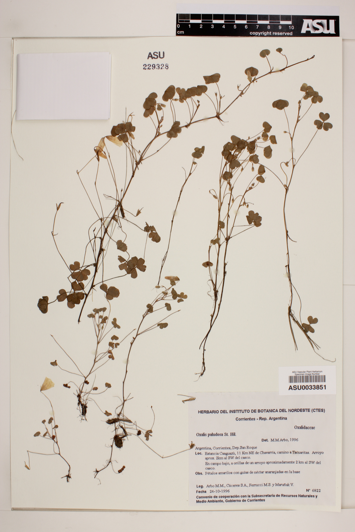 Oxalis conorrhiza image