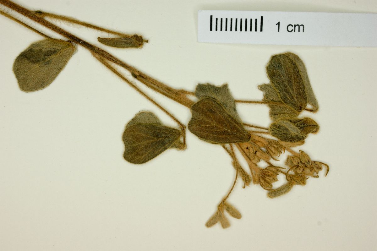 Oxalis physocalyx image