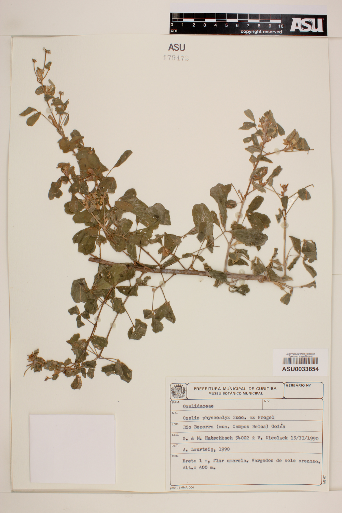 Oxalis physocalyx image