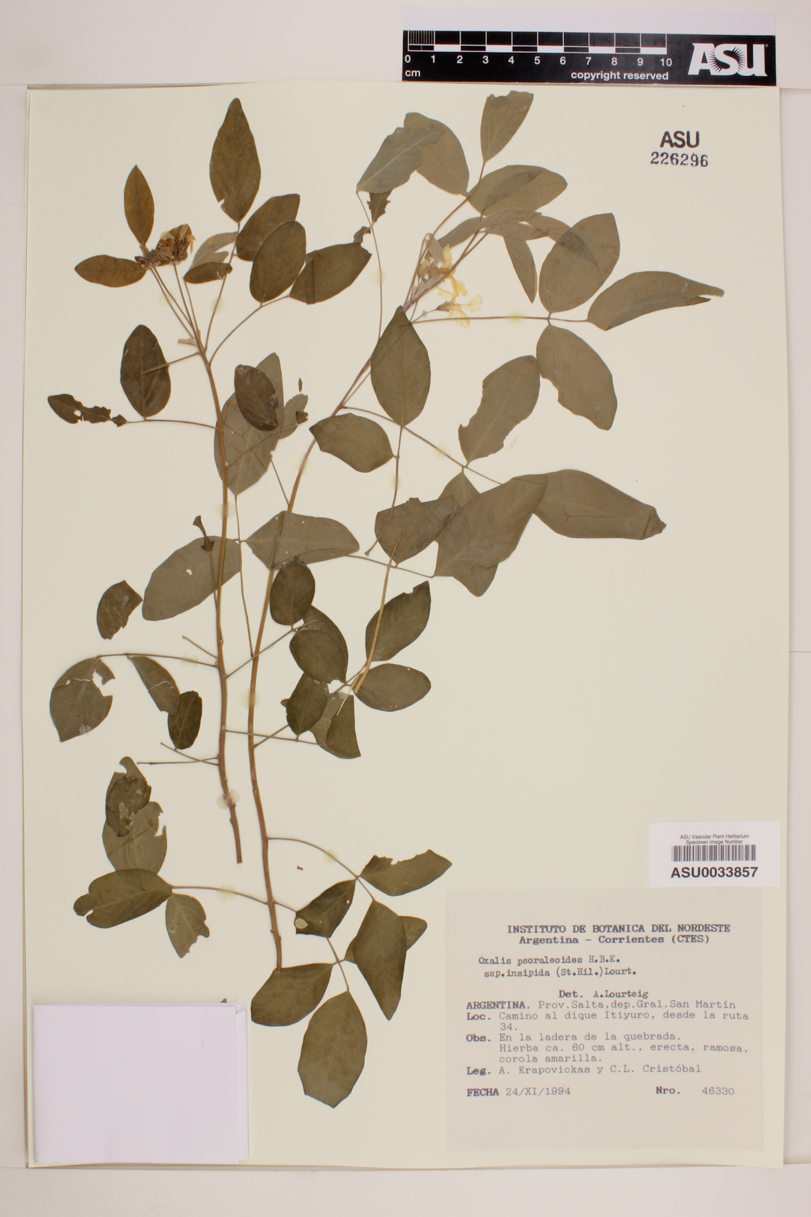 Oxalis psoraleoides subsp. insipida image