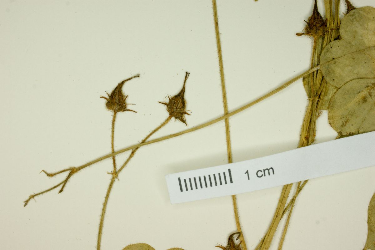 Oxalis riparia image