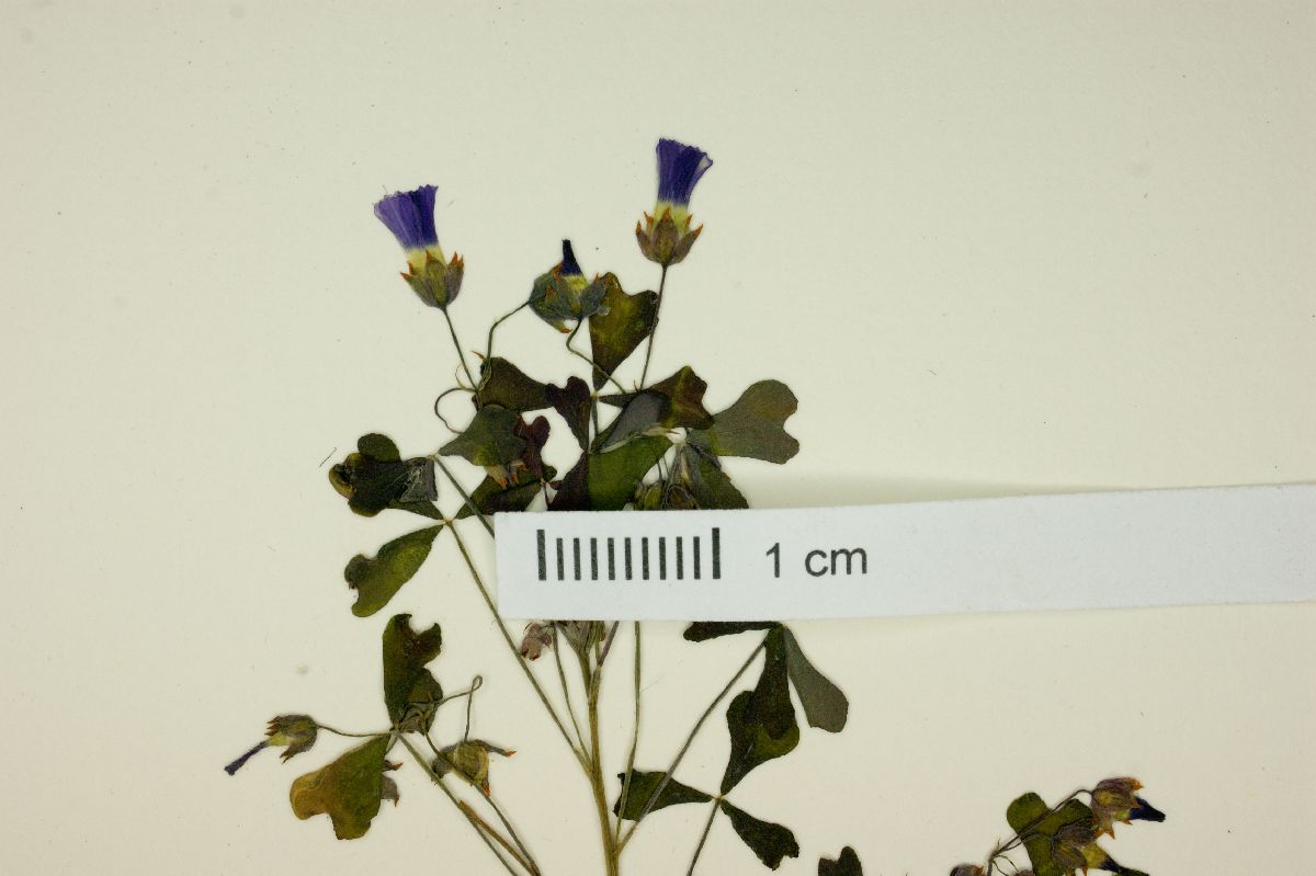 Oxalis rosea image