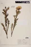 Argemone grandiflora subsp. armata image