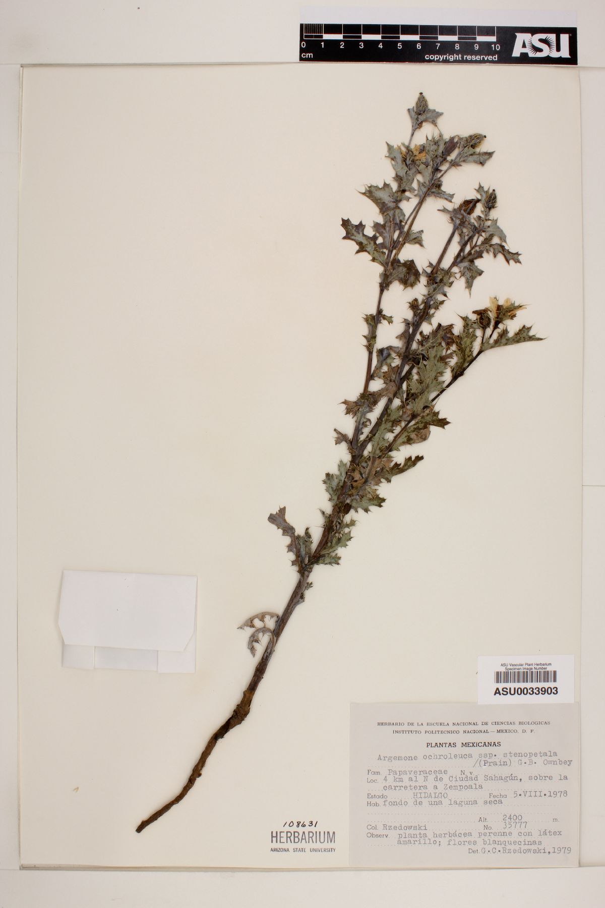 Argemone ochroleuca subsp. stenopetala image