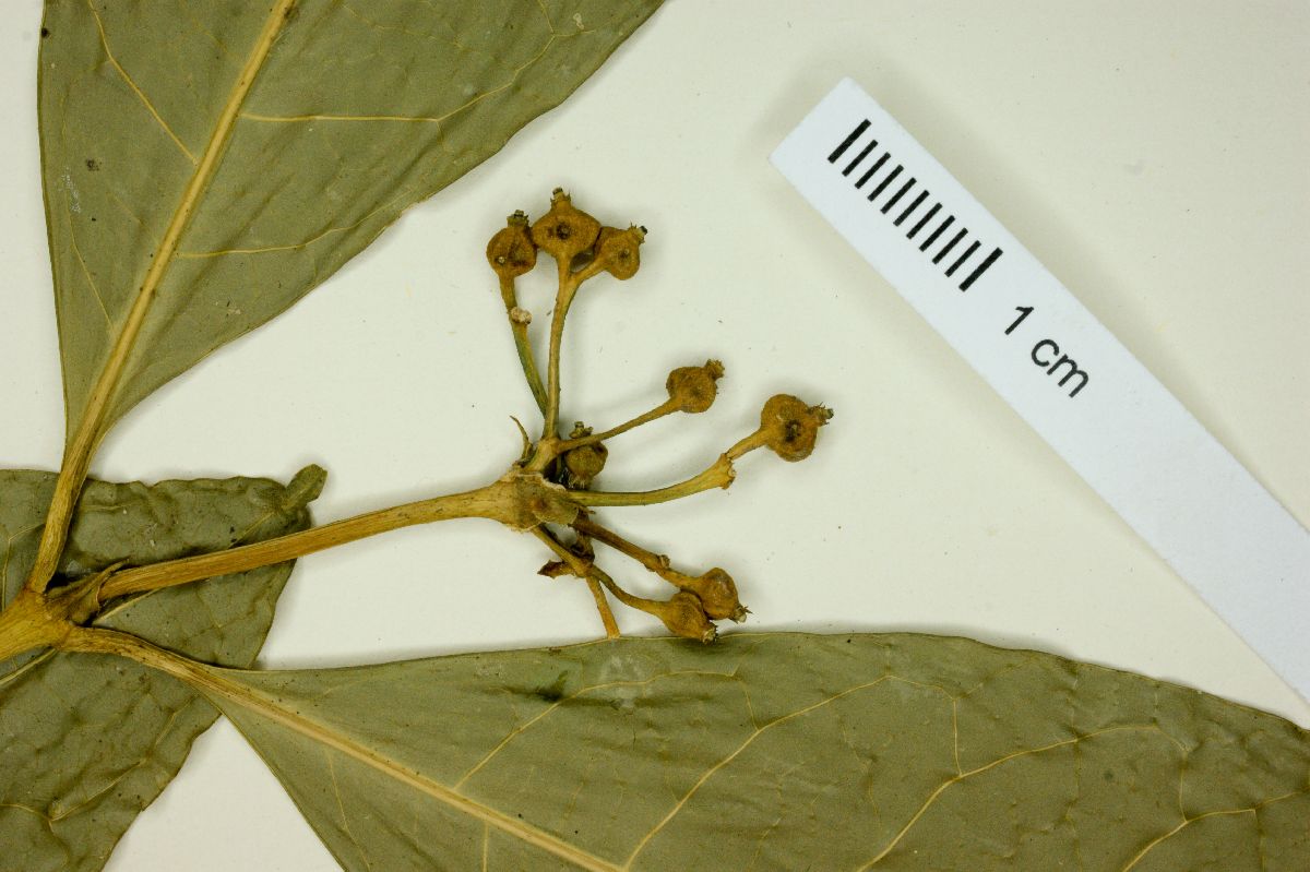 Faramea brachysiphon image