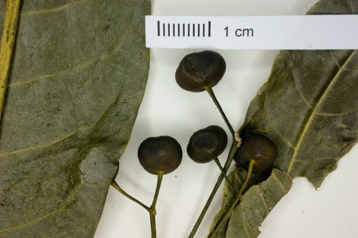 Faramea occidentalis image