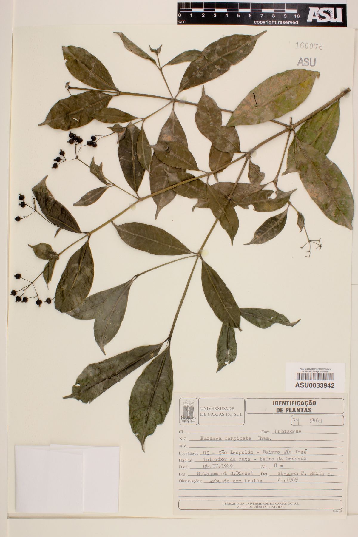 Faramea latifolia image