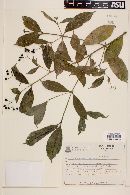 Image of Faramea latifolia