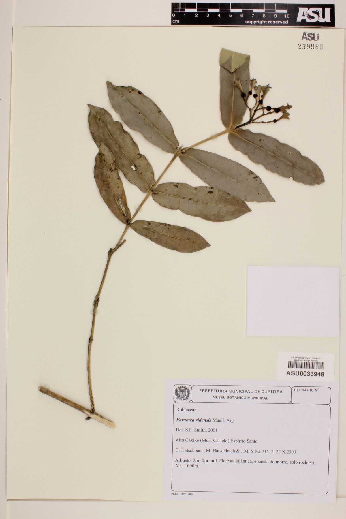 Faramea vidensis image