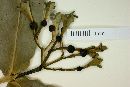 Faramea vidensis image