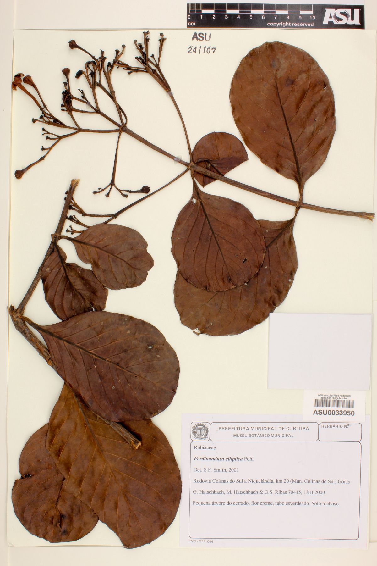 Ferdinandusa elliptica image