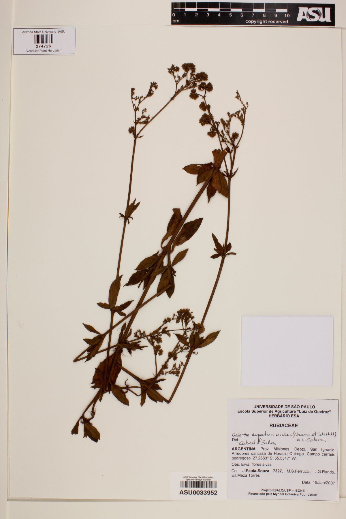 Galianthe eupatorioides image
