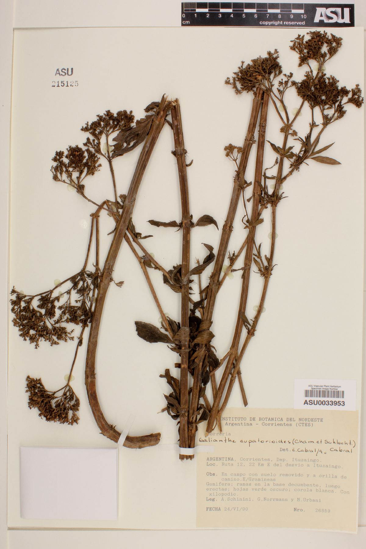Galianthe eupatorioides image