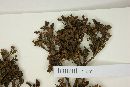 Galianthe eupatorioides image