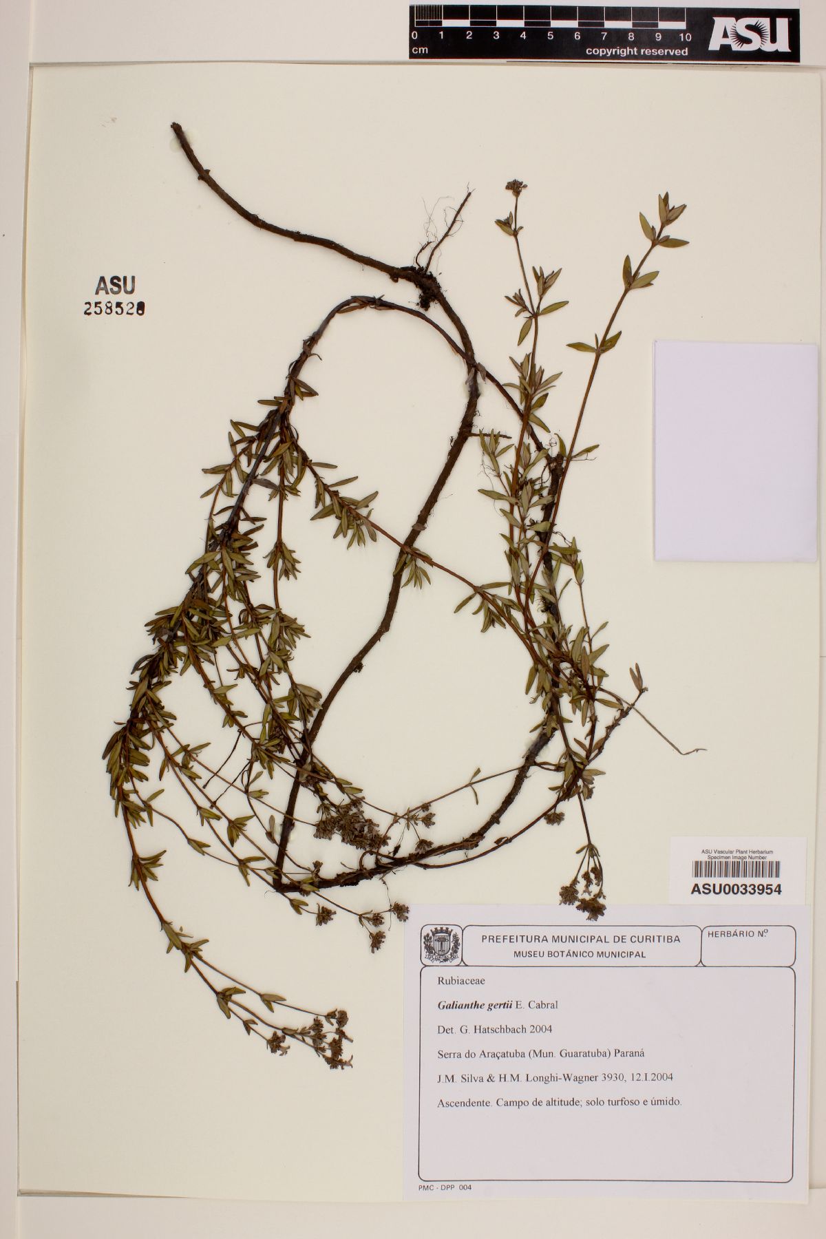Galianthe gertii image