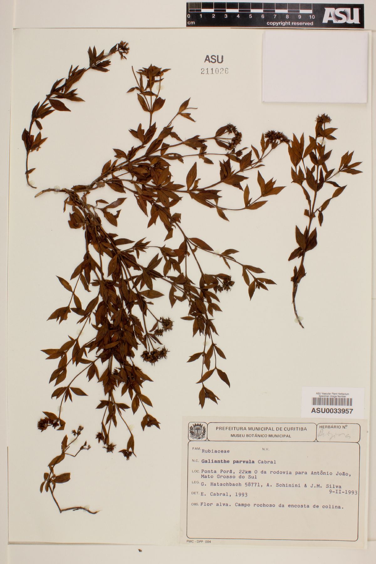 Galianthe parvula image