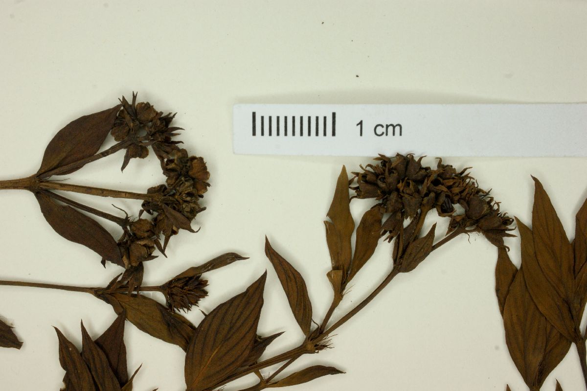 Galianthe parvula image