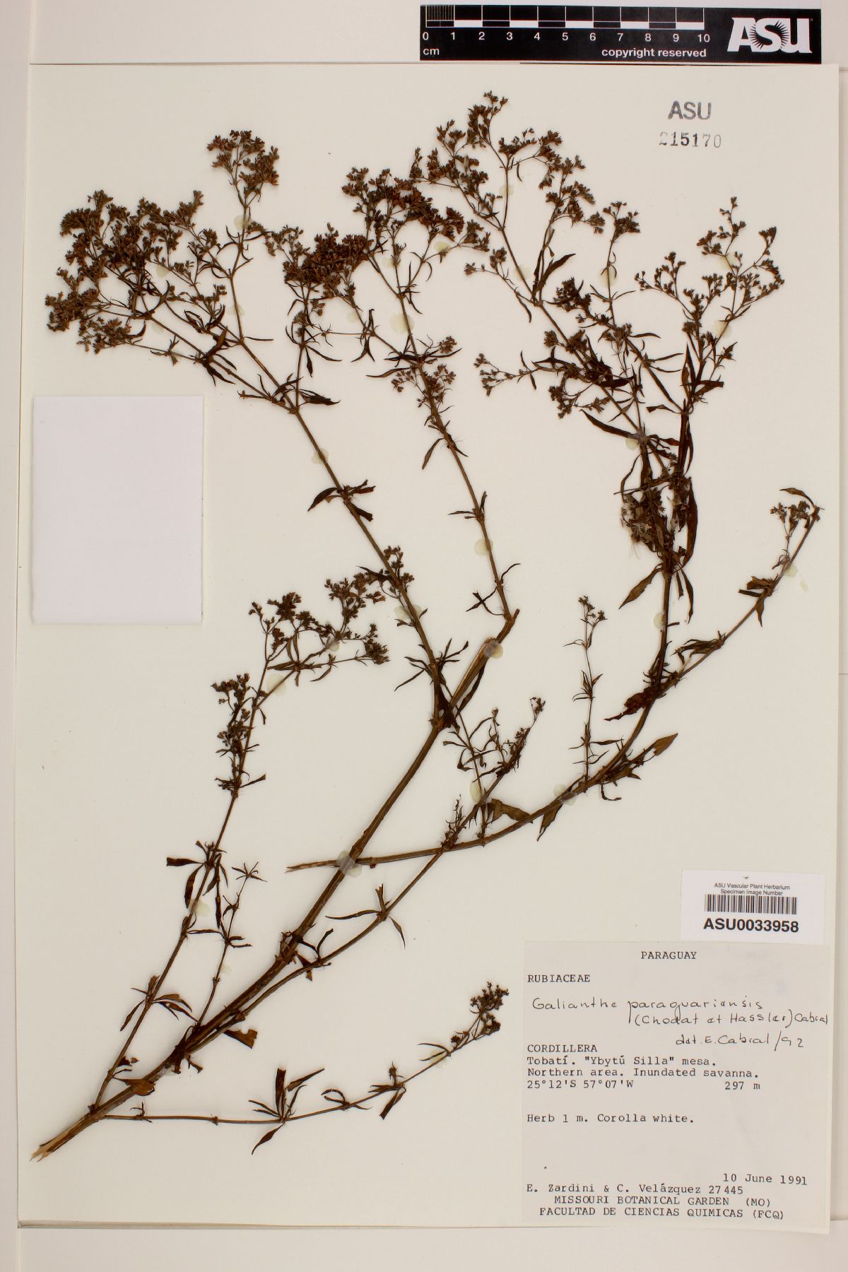 Galianthe laxa subsp. paraguariensis image