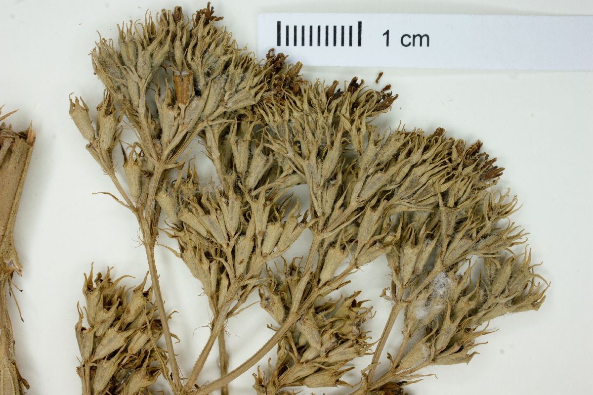 Galianthe valerianoides image