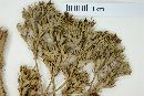 Galianthe valerianoides image
