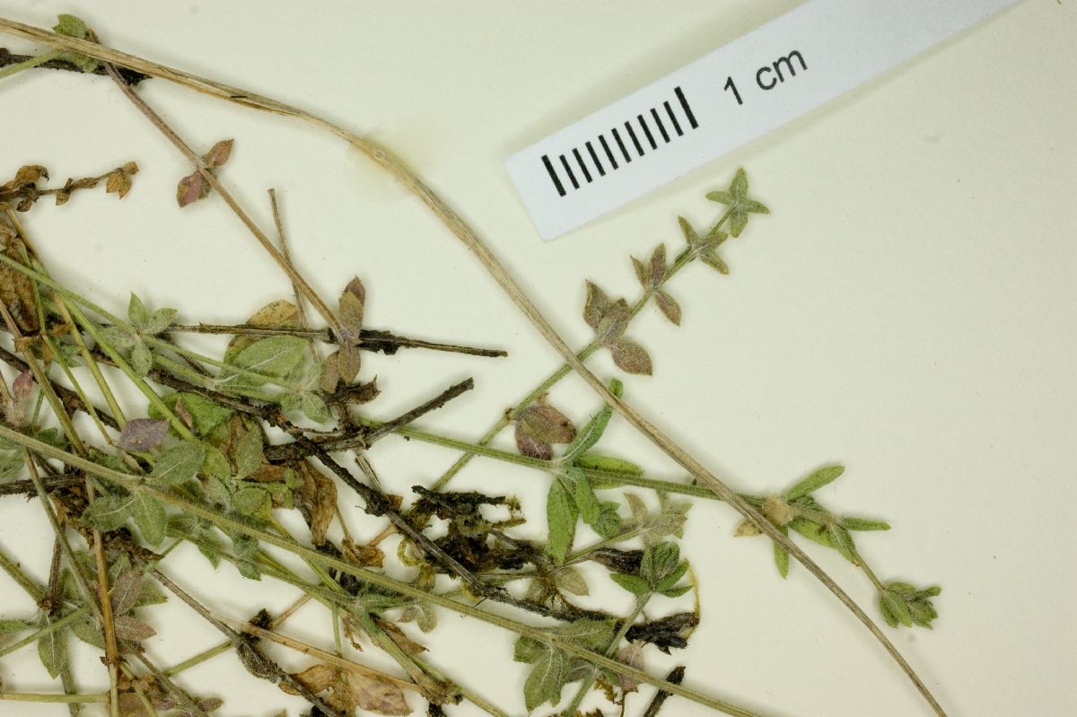 Galium hystricocarpum image