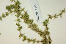 Galium oresbium image