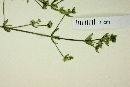 Galium proliferum image