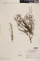 Galium wigginsii image