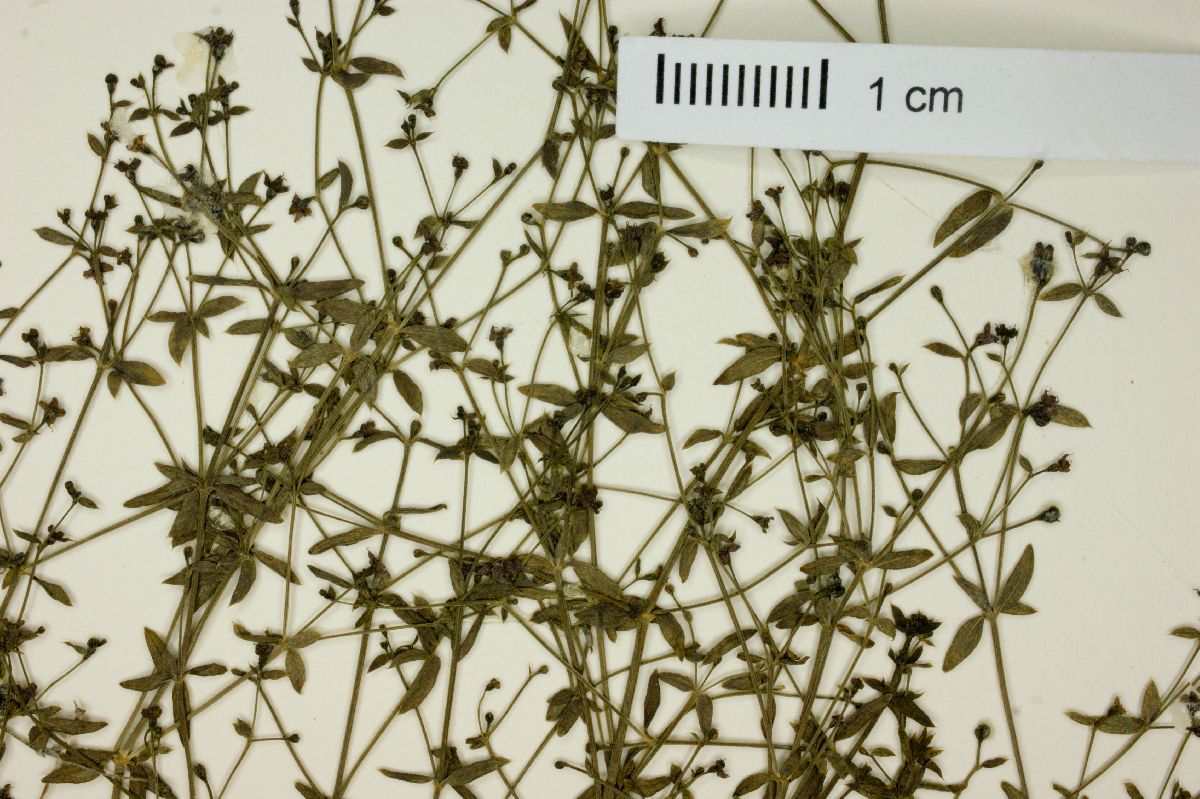 Galium wigginsii image